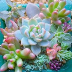 大人気♡ プロリフェラ・ルエラ(2苗)入り カット苗＆葉挿し 寄せ植えミニセットのサムネイル