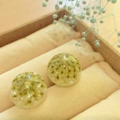 ドライフラワー&パール　ピアスのサムネイル