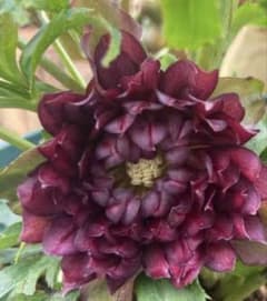 クリスマスローズ、クレオパトラ、正規品、株分けなし、タグ付きつぼみ