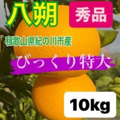 야스이 특대 사이즈 수품 상자 포함 10kg 약