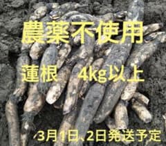 自家栽培農薬不使用　愛知県産れんこん　4㎏以上のサムネイル
