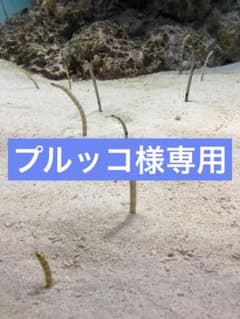プルッコ様専用出品のサムネイル