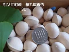 稲沢市祖父江町産 大粒 3L 藤九郎銀杏 ぎんなん 300g,のサムネイル