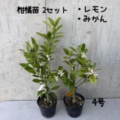 柑橘 苗木 2セット c レモン/みかん 4号 - メルカリ