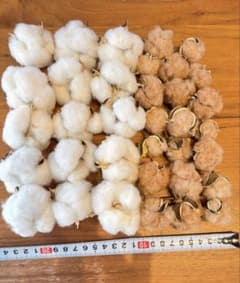綿花 コットンフラワー 白15個 茶20個のサムネイル
