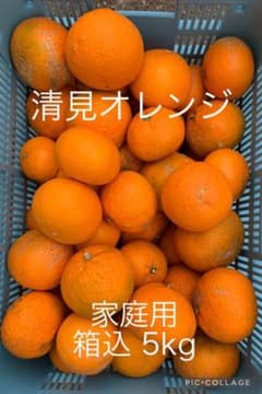 清見オレンジ　家庭用　みかん　箱込5kgのサムネイル