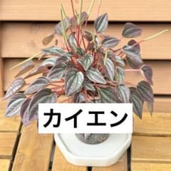 【観葉植物】ペペロミア属 カイエン 抜き苗 第四種発送のサムネイル