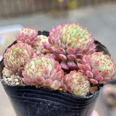 多肉植物 ヴィンセントカトー ビンセントカトー エケベリア