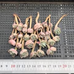 多肉植物 20個 2026-0526-MLJP-036 ラブリーローズ - メルカリ