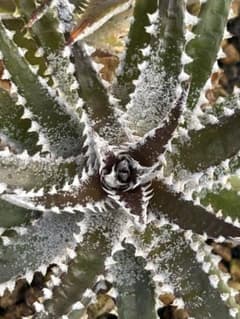 DBディッキア Dyckia Ari BS Paylen Kes #224 ⑴ - メルカリ