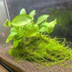 流木活着アヌビアスナナ・ウィローモス 陰性水草 アクアリウム