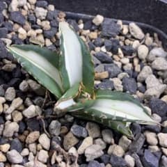 アガベ チタノタ 錦　太陽神 白中斑 TC 極上美株 アガベ チタノタ 太陽神錦 白中斑 TC 極上美株 特選株 希少 - メルカリ