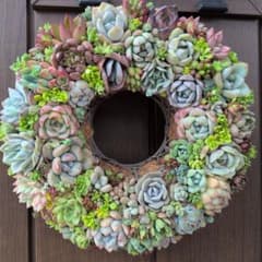 多肉植物 ♡そのまま飾れる寄せ植え♡21cmリース♬.*゜ - メルカリ
