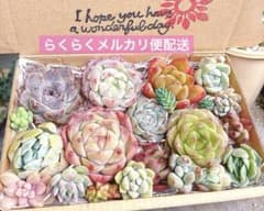 04. 多肉植物カット苗詰め合わせ　寄せ植えセット♡のサムネイル