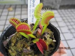 o*g様 ハエトリソウ　SDドラコ　 SD Dracoのサムネイル