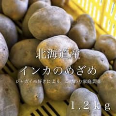 北海道産 インカのめざめ 送料無料　箱抜き1.2kg 【60g〜190混合】のサムネイル