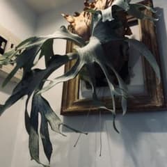 親株 P. FSQ Wanna Sp. Spored. 親株 P. FSQ Wanna Sp. Spored. - メルカリ