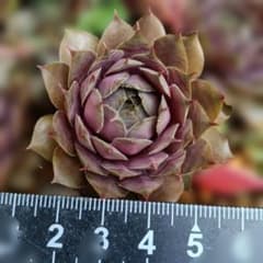 30 Plum parfait センペルビウム 抜き苗 ¥300 - メルカリ