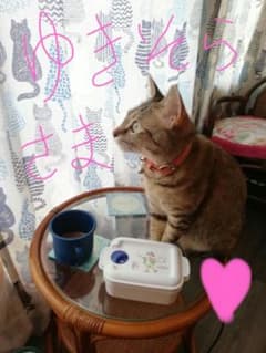 (*´ڡ`●)ゆきそら様専用☆彡のサムネイル