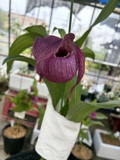 K14 厚岸ホテイアツモリソウ 濃色】E94 厚岸ホテイアツモリソウ花1葉1小葉1 - メルカリ