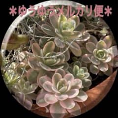多肉植物 ❁ 子持ち蓮華錦『鏡花』 ❁ オロスタキス⑬ - メルカリ