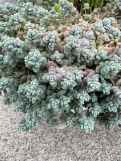 Top【選抜株】多肉植物　360941レッド ロマンス　40個　鉢無し/脱土 Top【選抜株】多肉植物 360941レッド ロマンス 40個 鉢無し/脱土