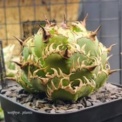 アガベ チタノタ フィリグリー 圓葉拇指 PUP 発根済み 子株 - メルカリ