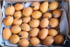 熊本県産　美味しいびわ　約2キロのサムネイル