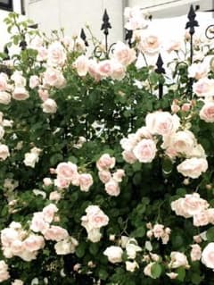 つる薔薇　ニュードン挿し木苗　3のサムネイル