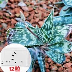 【12粒】 ガステリア・オブリクア ／ 墨鉾（スミホコ）　多肉植物 | 珍奇植物のサムネイル