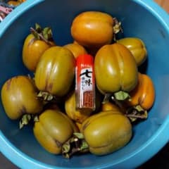 田舎のおばあちゃんの西条柿のサムネイル