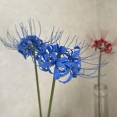 彼岸花 青 曼珠沙華 - メルカリ