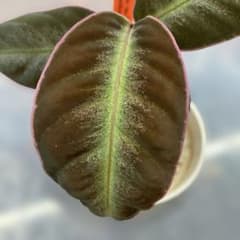 ⑦増殖株 Ardisia sp Light Saber アルデシアのサムネイル