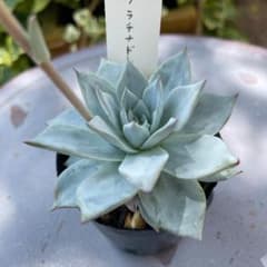 速達便　プラチナドレス　ご購入金額に応じて多肉プレゼント　エケベリア　現品美苗のサムネイル