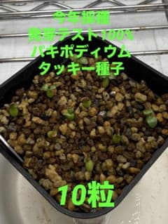 今年5月採種　パキポディウムタッキー種子　e1 10粒のサムネイル