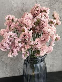 スターチスドライフラワー❣️希少品種 ✨ピンクソロモン✨ - メルカリ