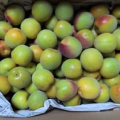 和歌山県産 南高梅 4L 3L混合 4キロ（箱込み） - メルカリ