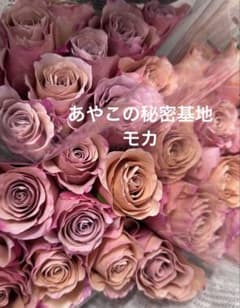 モカ バラ苗 切り花品種 レア 人気 - メルカリ