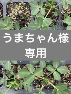 【うまちゃん様専用】落花生おおまさり苗5本のサムネイル