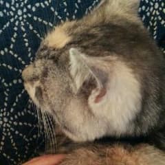 Achasino様専用のサムネイル