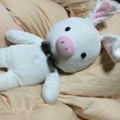 美男ですね ブタウサギ ぬいぐるみのサムネイル