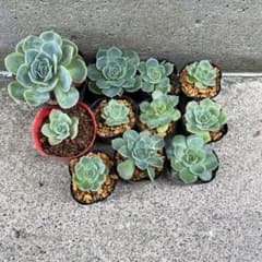 多肉植物 七福神 11株 抜き苗 - メルカリ