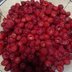 新鮮ラズベリー 袋入りのサムネイル
