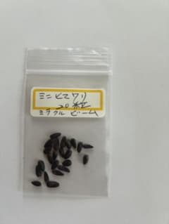 ミニひまわり　￼枝咲き　　ミラクルビーム　20粒￼のサムネイル