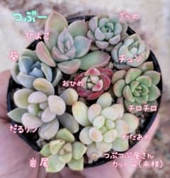 つぶつぶ屋さん　カット苗(未根) 2　お楽しみオマケ付き♡のサムネイル