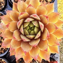 【あやこ】さん専用　センペルビウム　パシフィックグレース　6cmポット苗③ 多肉植物センペルビウムパシフィックグレース6cmポット苗B | Buyee
