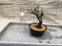 木瓜(ボケ)・放春花 安田錦 5寸(咲分け保証品)⑧ - メルカリ