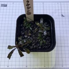 激安出品ブセファランドラspクダガン 水上葉 4株セット⑥ - メルカリ