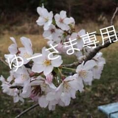 専用です。のサムネイル