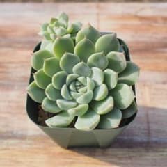 多肉植物 エケベリア フゴーのサムネイル